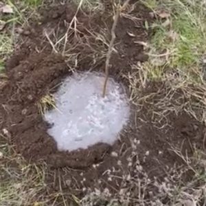 Plantarea strategică a copacilor
